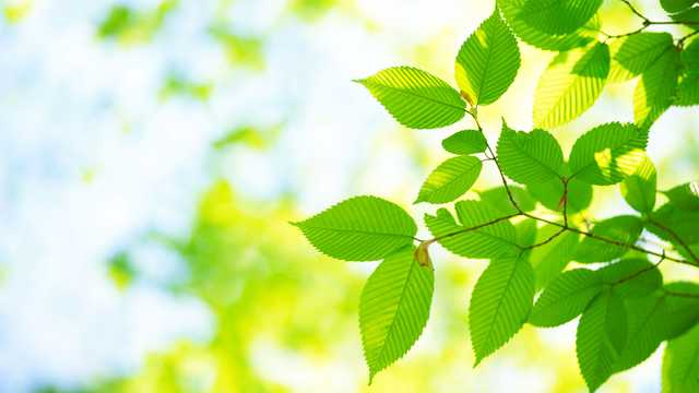 tree-2